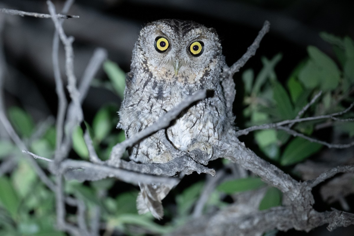 Whiskered Screech-Owl - ML640184176
