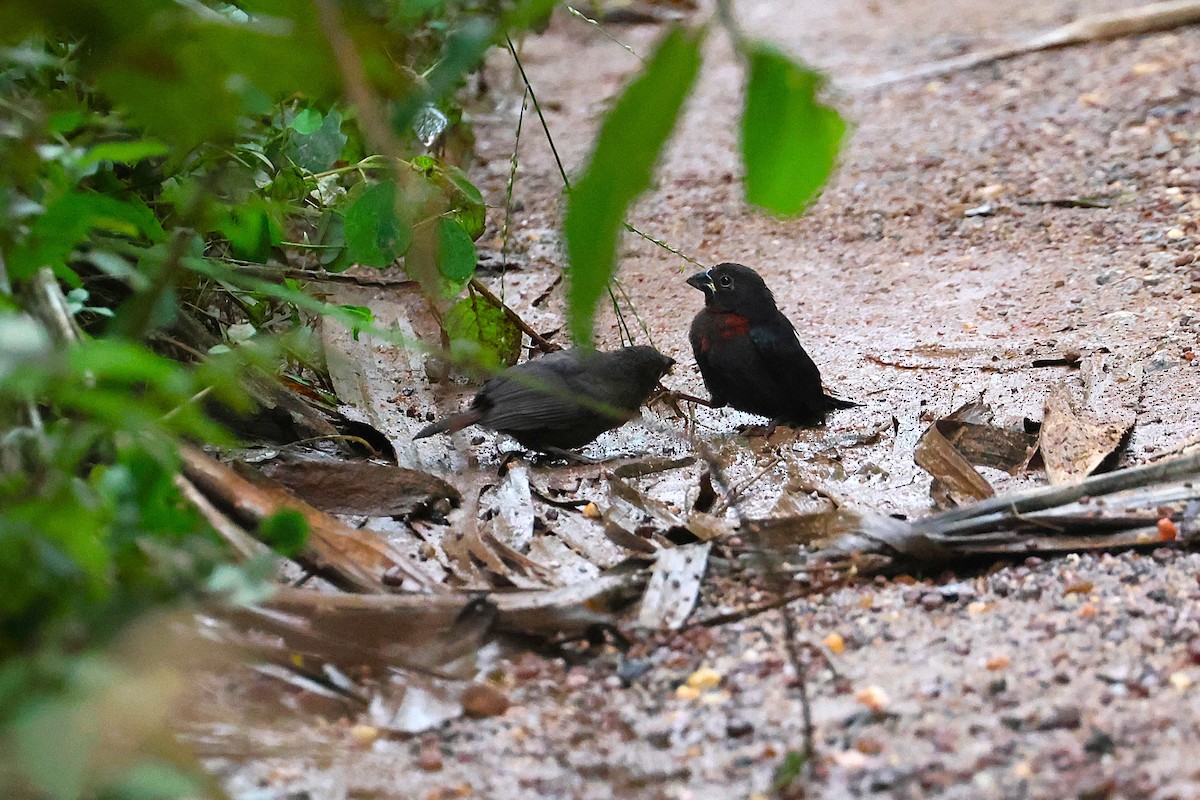 Western Bluebill - ML640184188