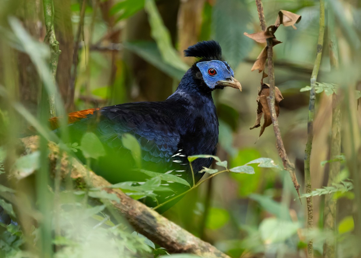 Malayan Crested Fireback - ML640184206