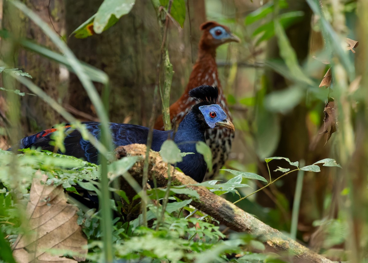 Malayan Crested Fireback - ML640184207