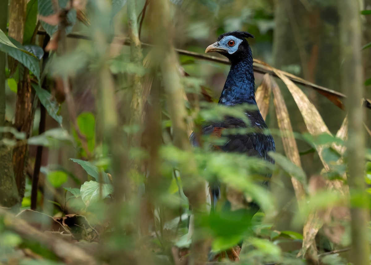 Malayan Crested Fireback - ML640184208