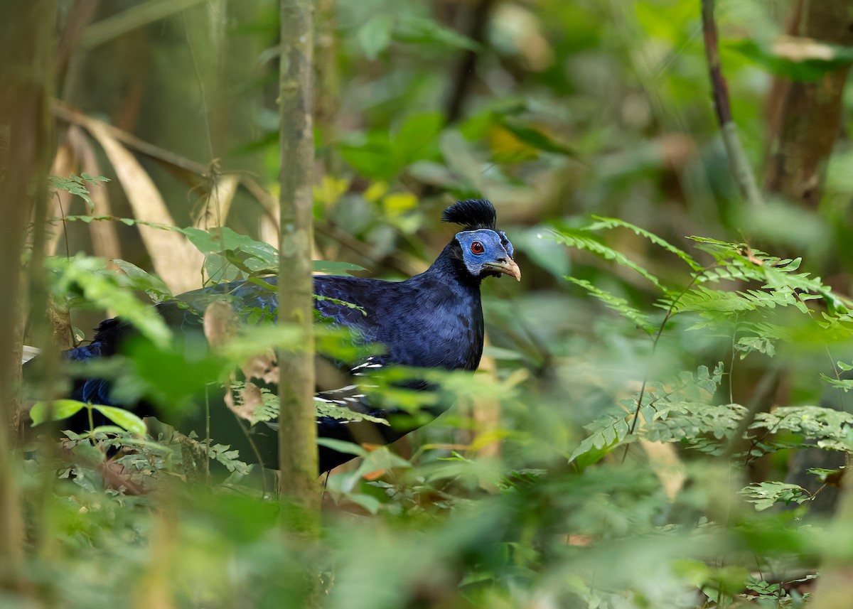 Malayan Crested Fireback - ML640184209