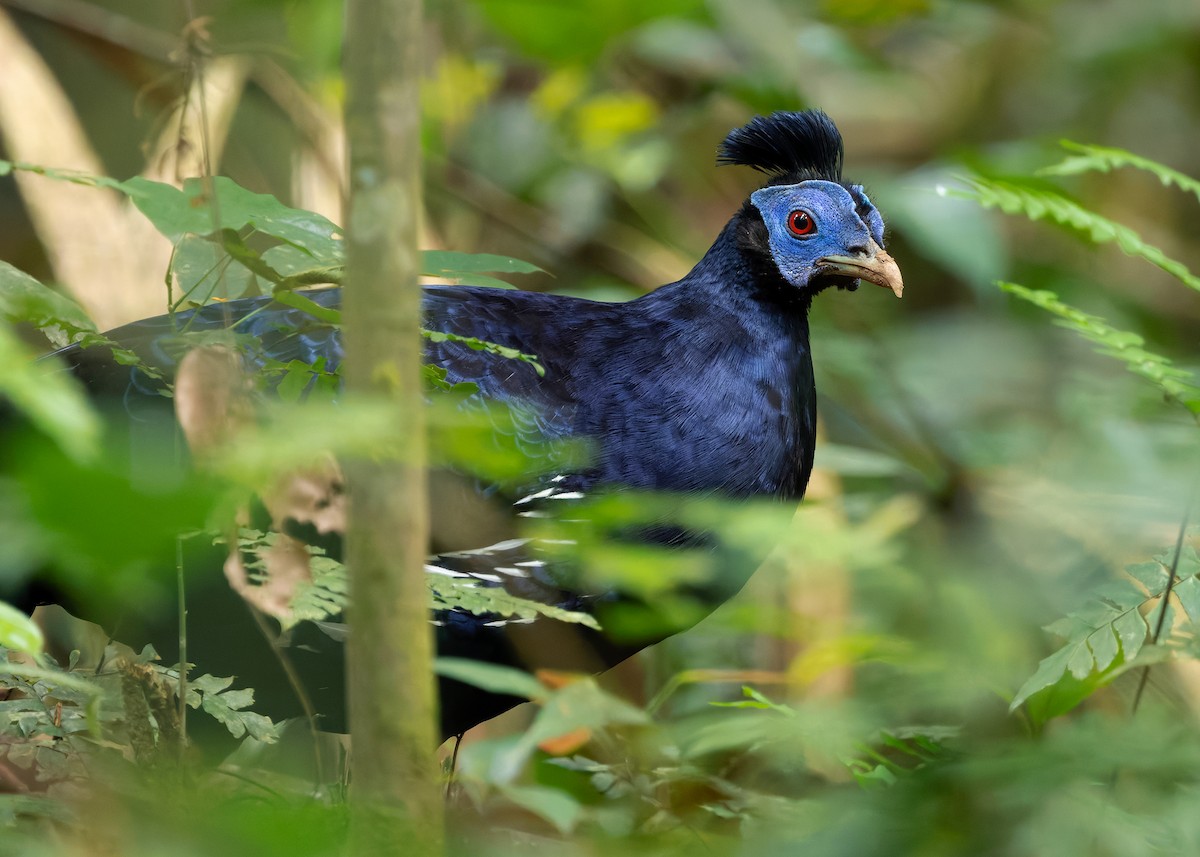 Malayan Crested Fireback - ML640184210