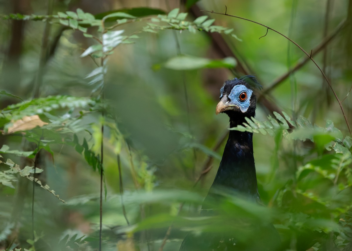 Malayan Crested Fireback - ML640184211