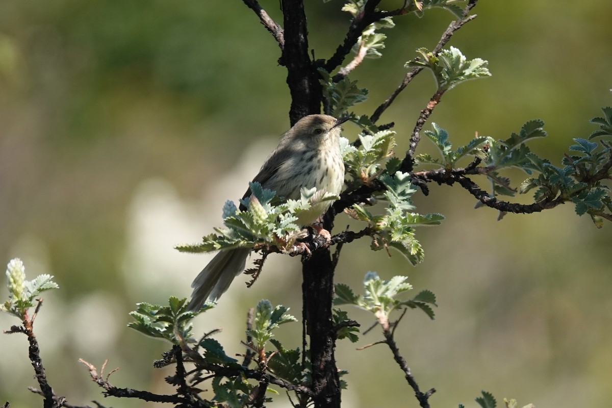 Drakensberg Prinia - ML640184244