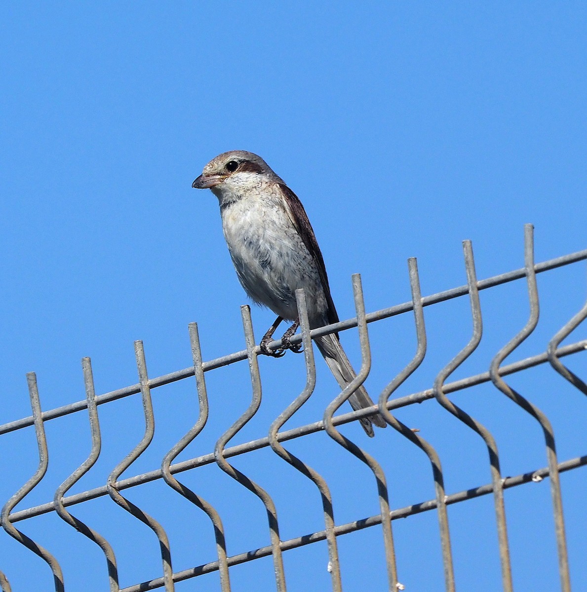 Red-backed Shrike - ML640184283