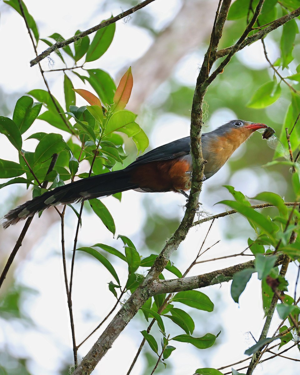Red-billed Malkoha - ML640184412