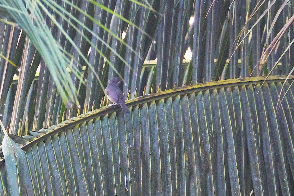 African Forest-Flycatcher - ML640184415