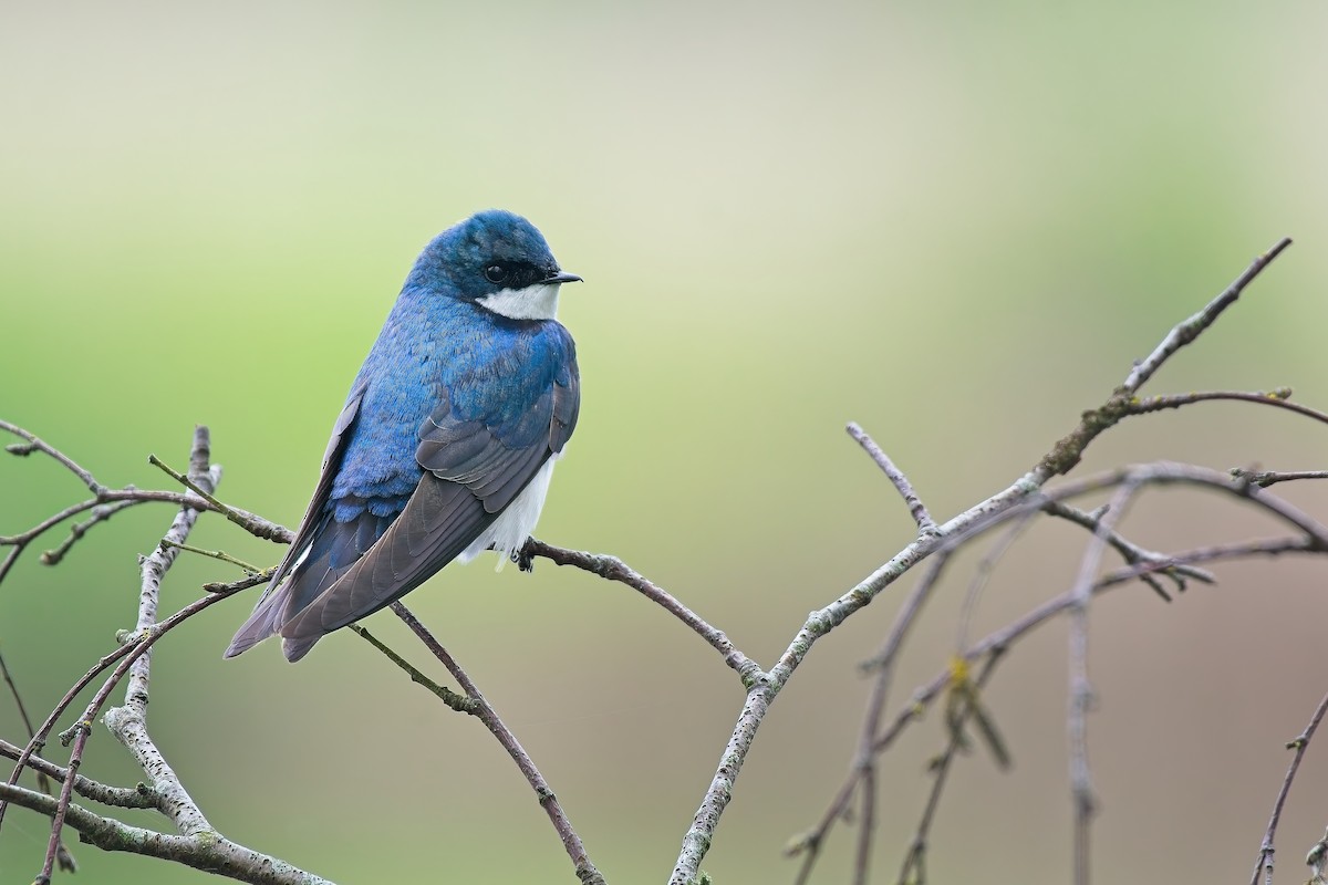 Tree Swallow - ML640184421