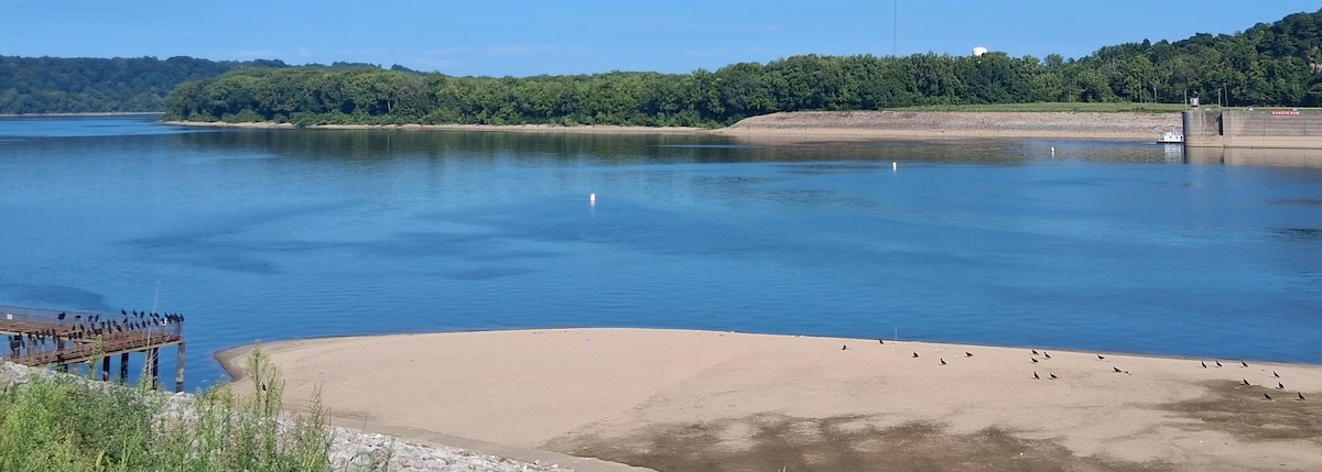 Black Vulture - ML640184447