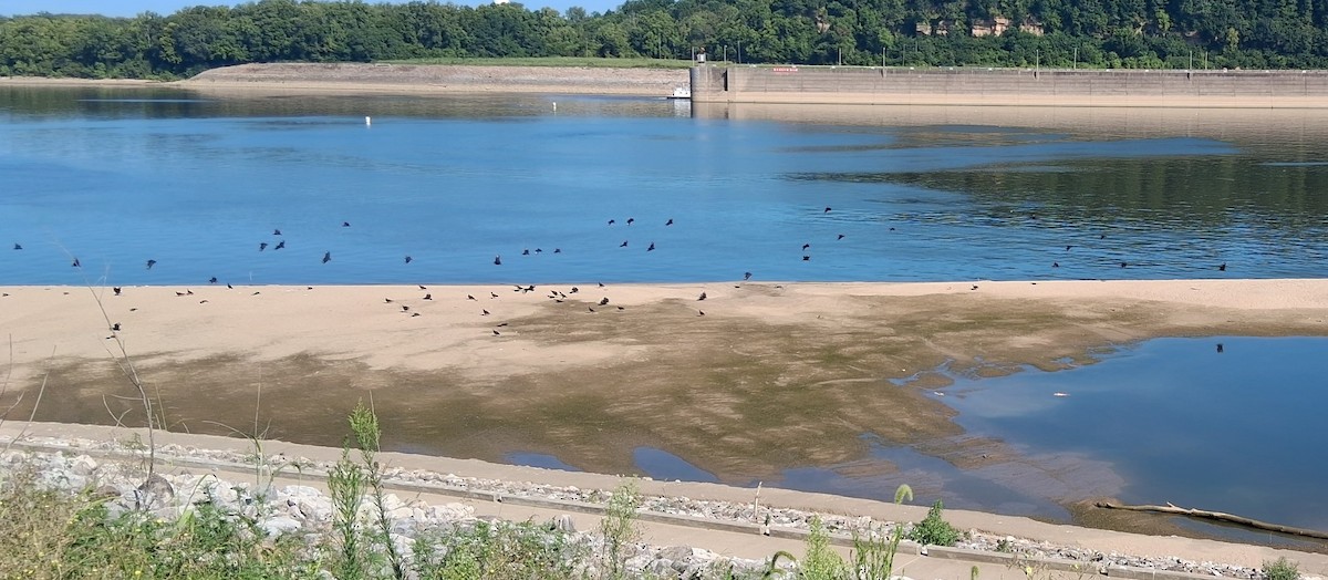 Black Vulture - ML640184448