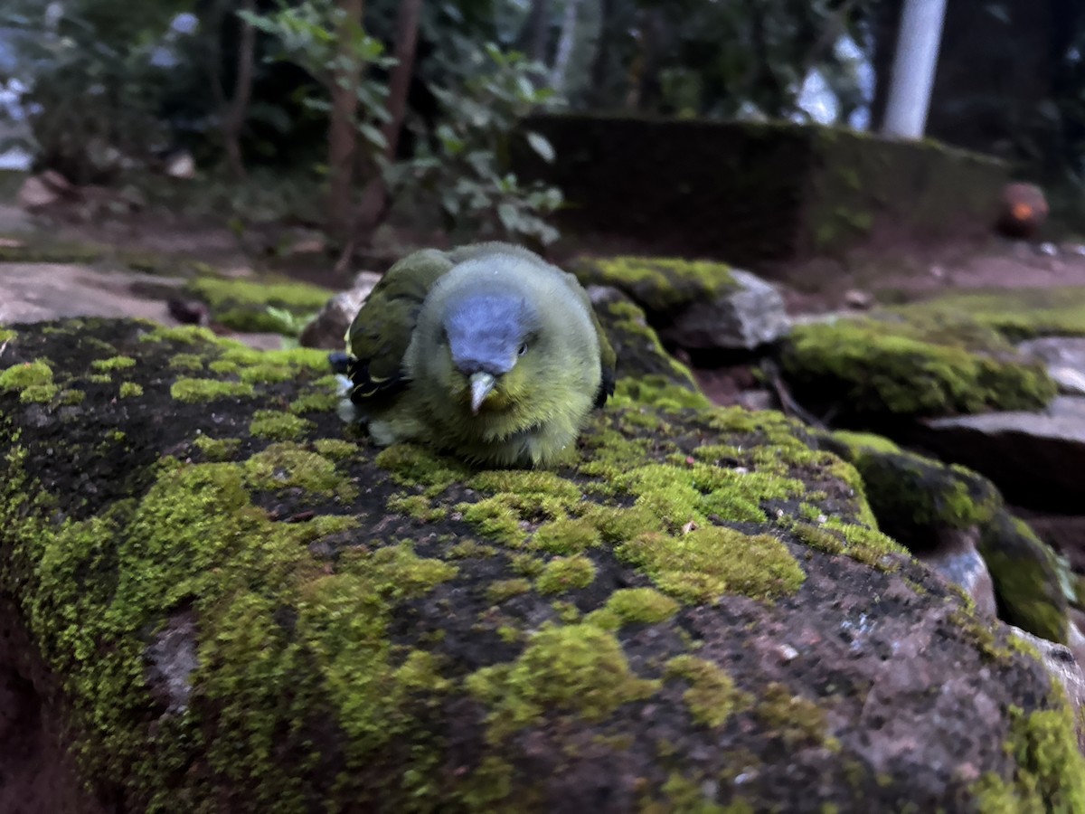 Gray-fronted Green-Pigeon - ML640184453