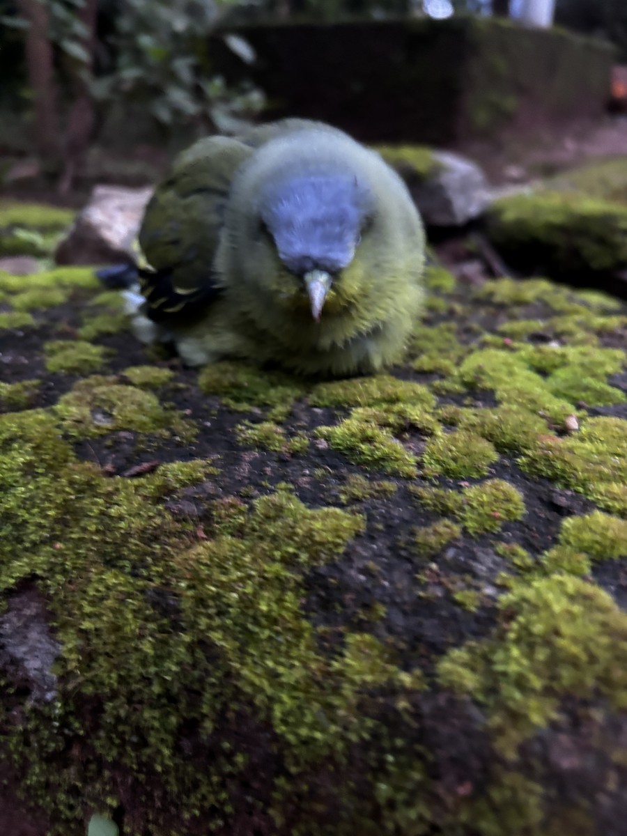 Gray-fronted Green-Pigeon - ML640184454