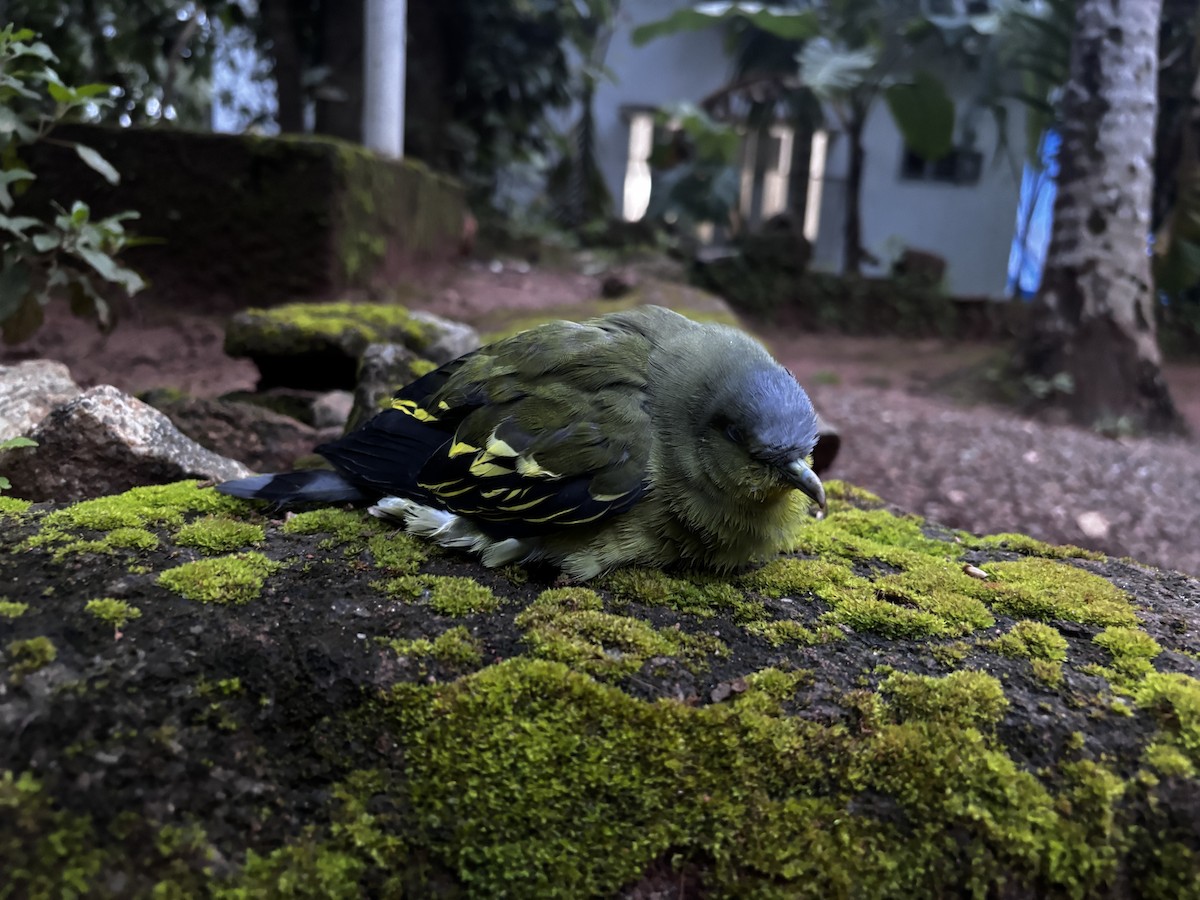 Gray-fronted Green-Pigeon - ML640184455