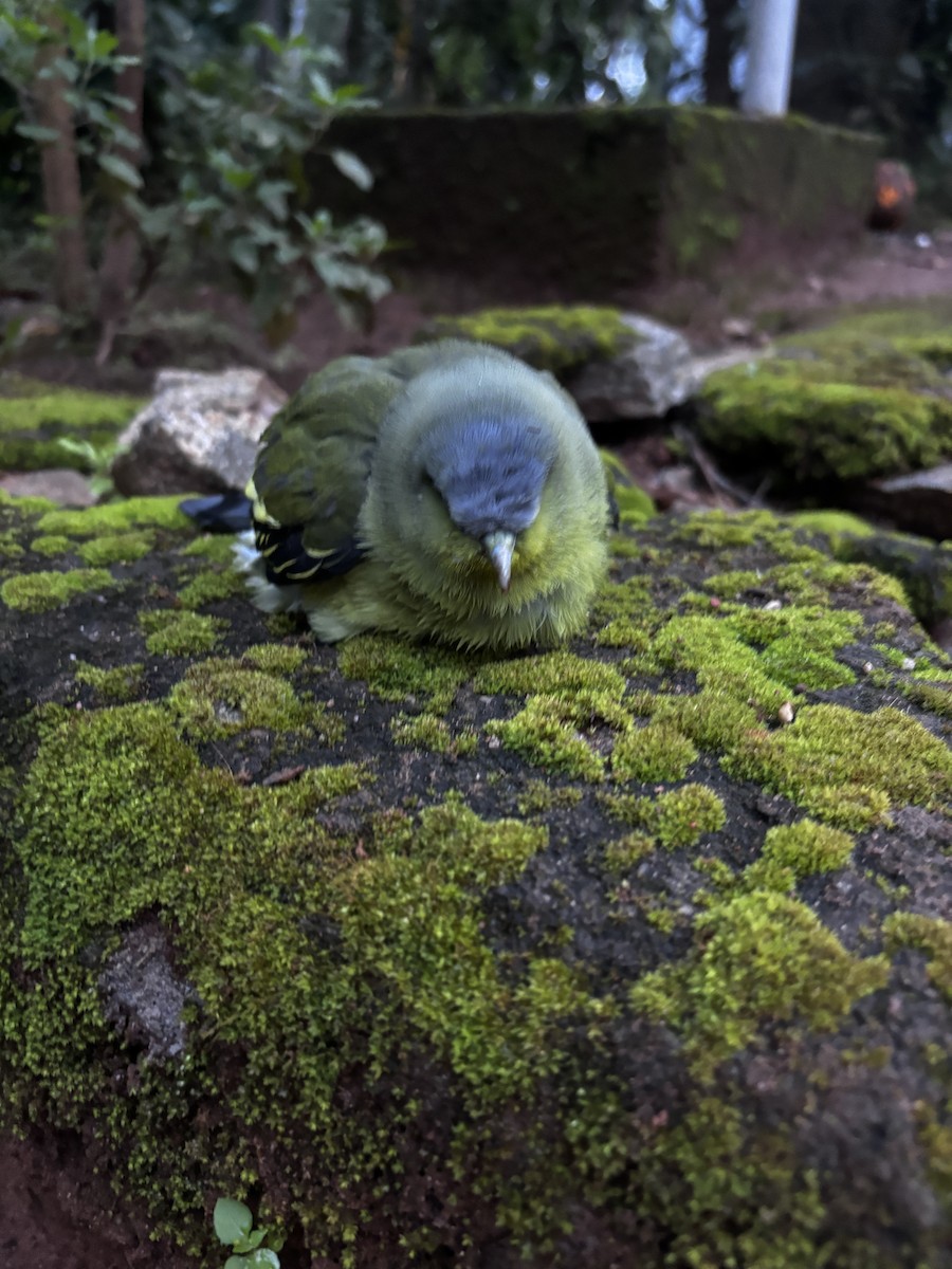 Gray-fronted Green-Pigeon - ML640184456