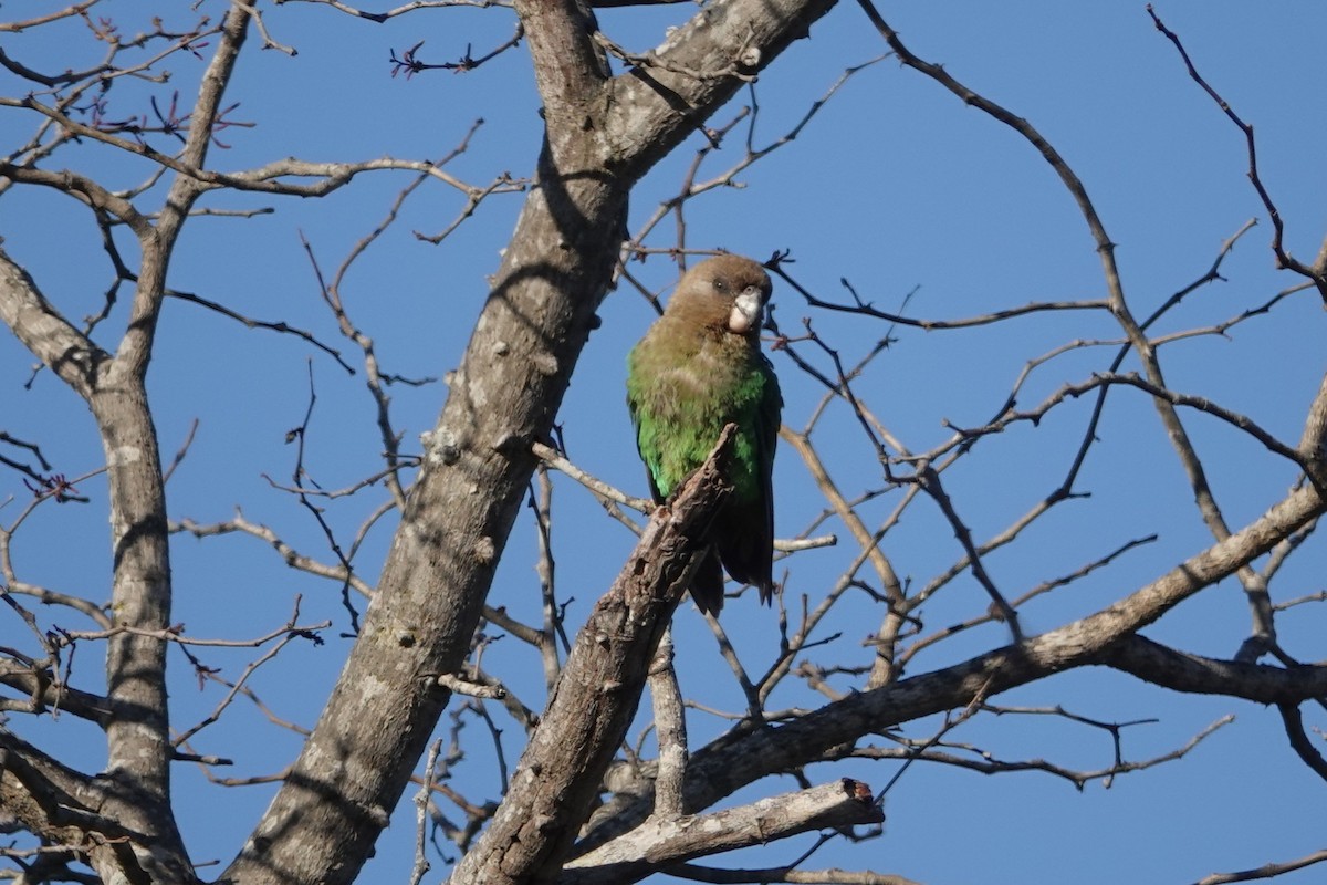 Brown-headed Parrot - ML640184462