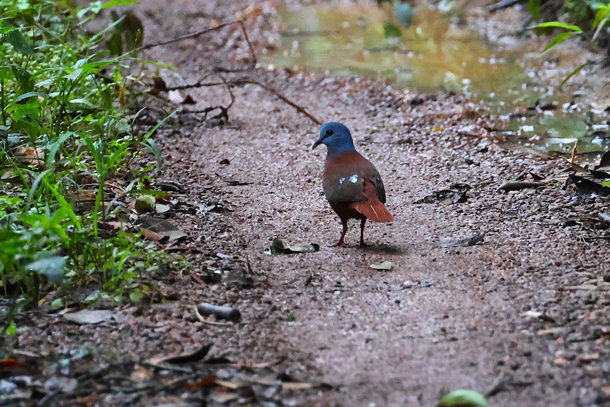 Blue-headed Wood-Dove - ML640184476