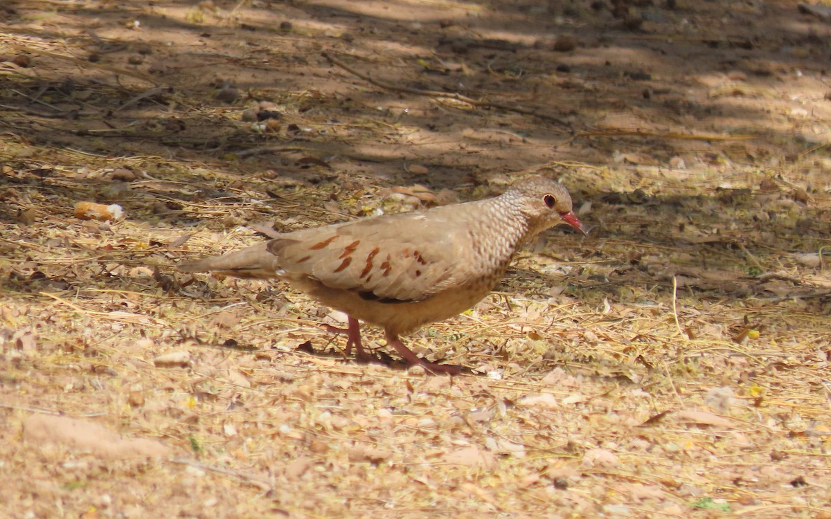 Common Ground Dove - ML640184486