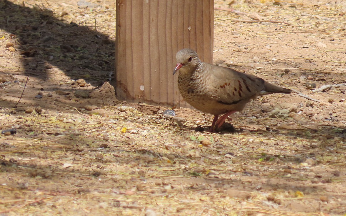 Common Ground Dove - ML640184488