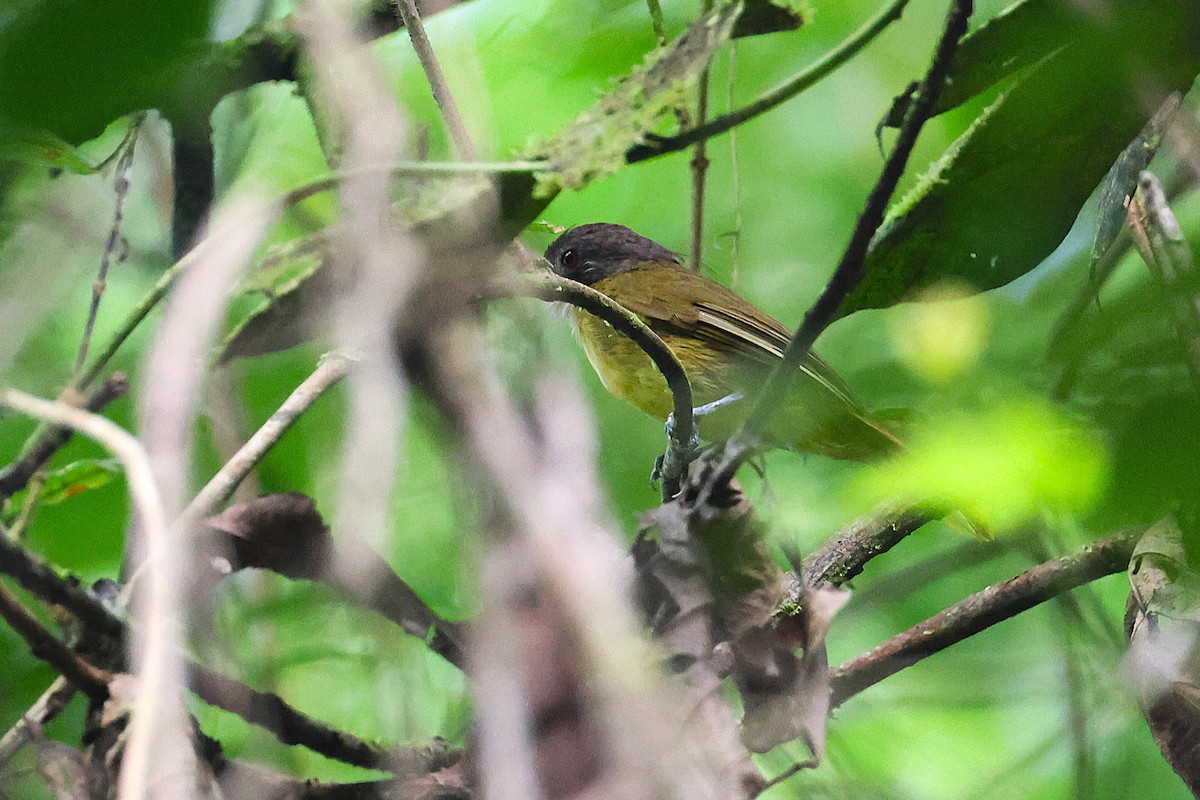 Red-tailed Greenbul - ML640184544