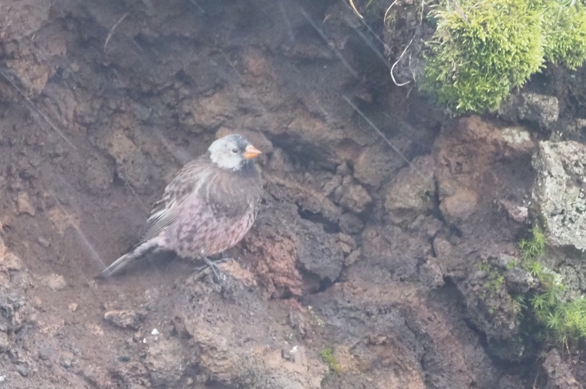 Gray-crowned Rosy-Finch (Pribilof Is.) - ML640184545