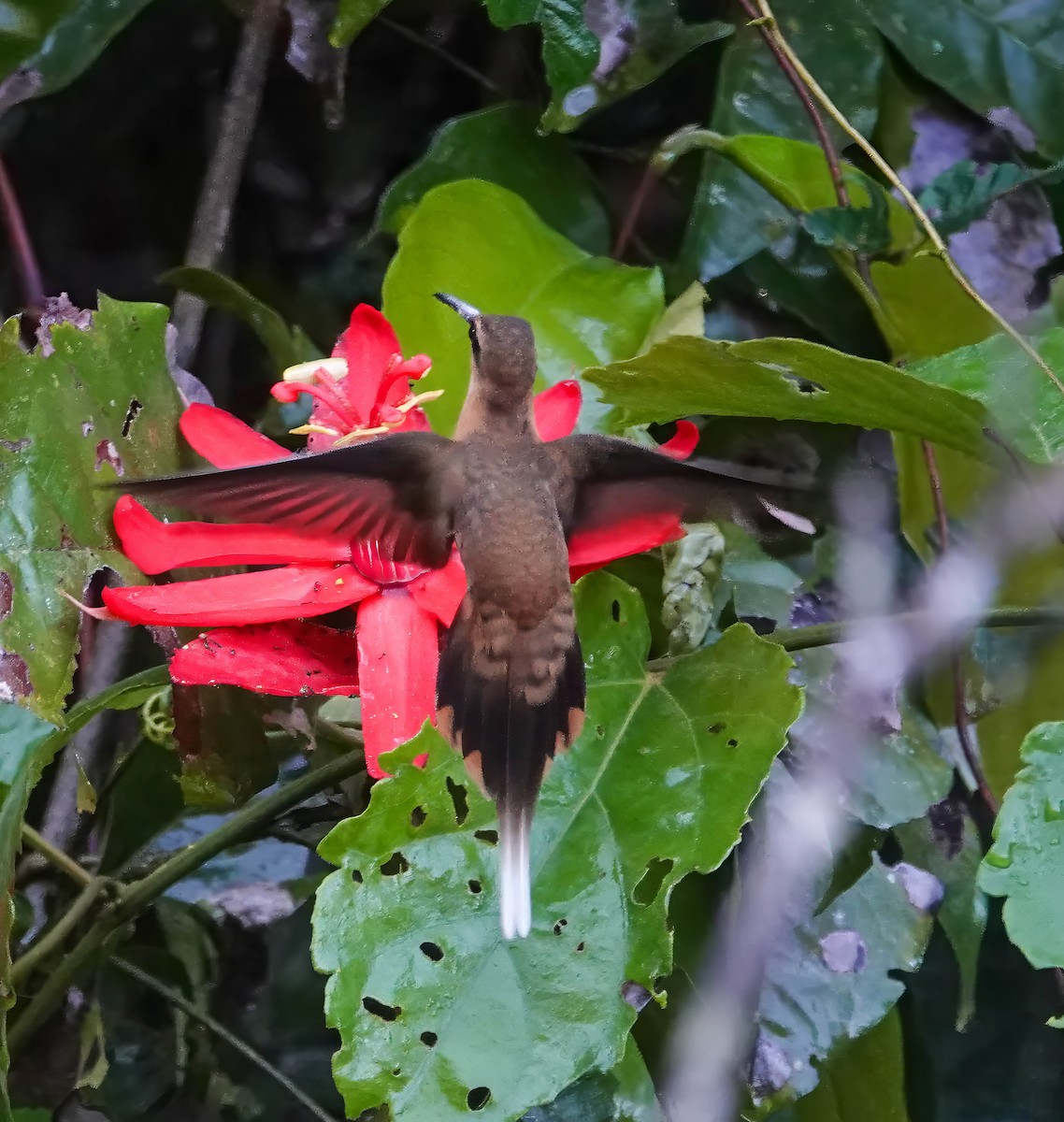 Needle-billed Hermit - ML640184576