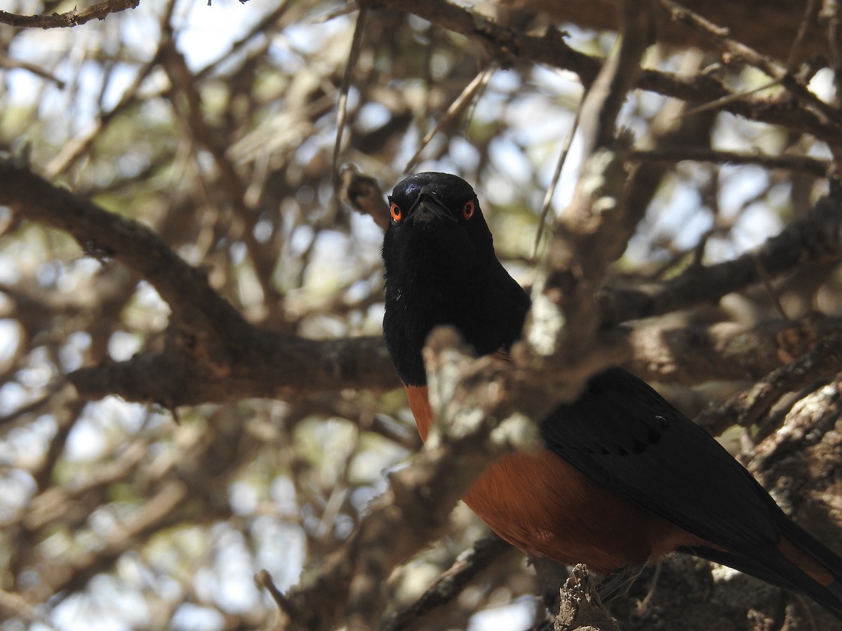Hildebrandt's Starling - ML640184578