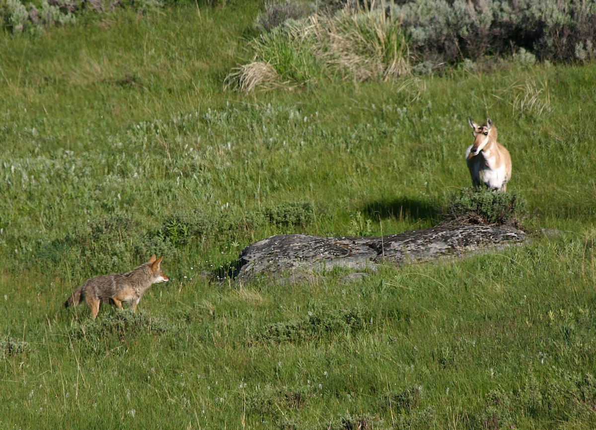 Coyote - ML640184636
