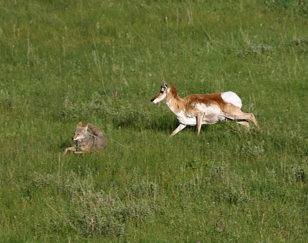 Coyote - ML640184646