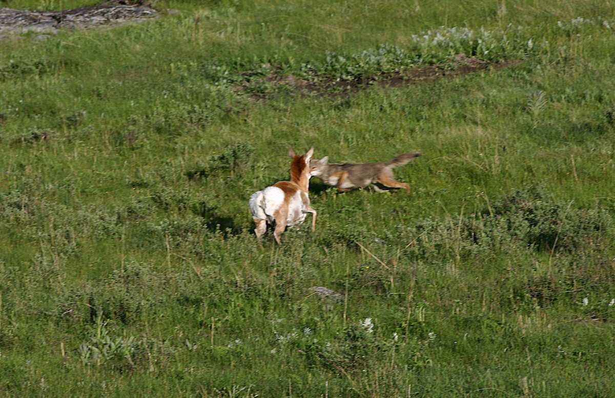 Pronghorn - ML640184648