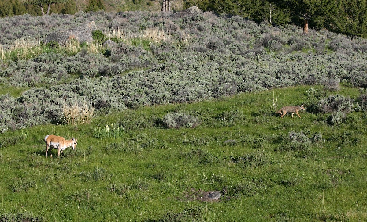 Pronghorn - ML640184649