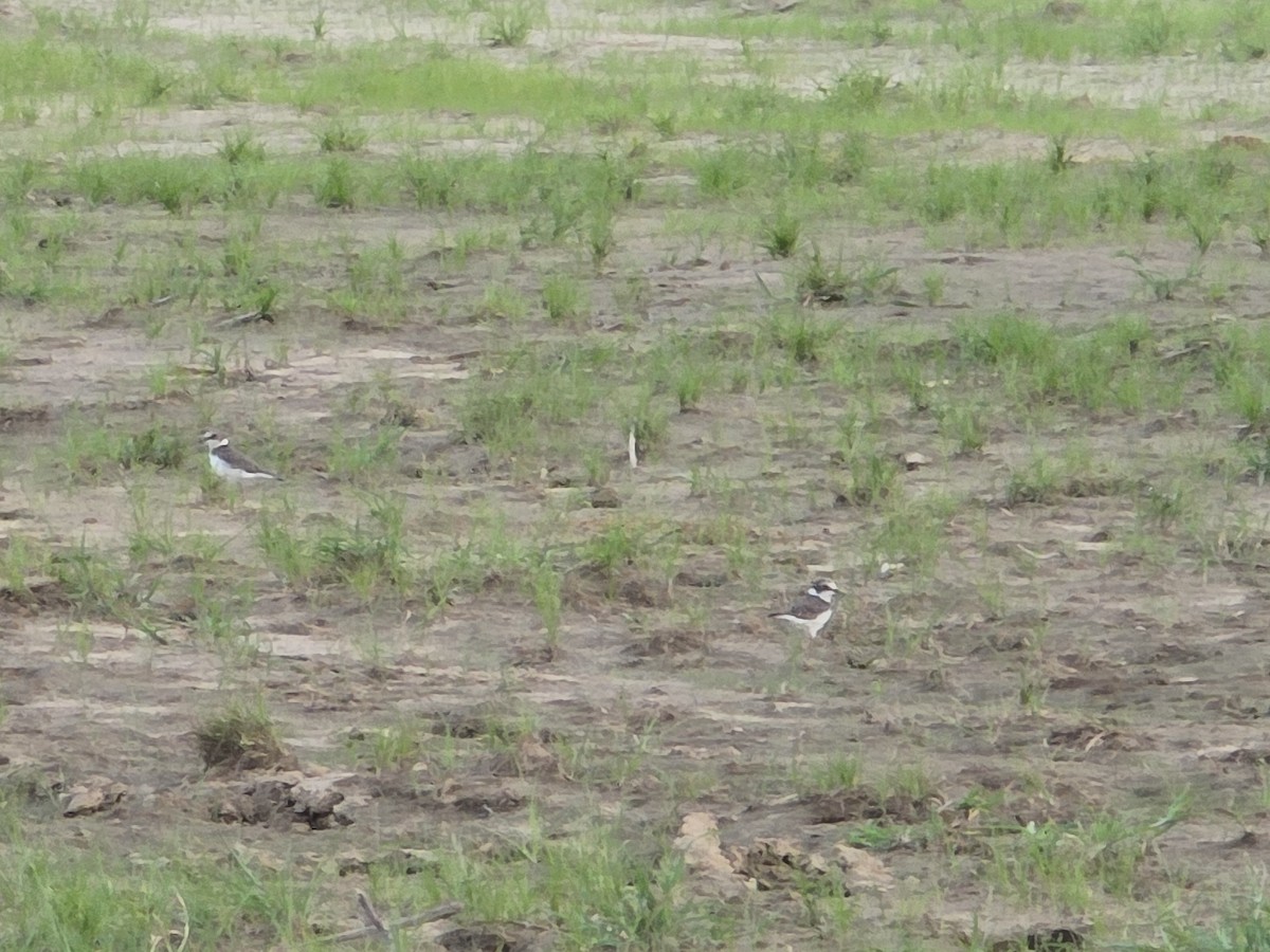 Little Ringed Plover - ML640184676