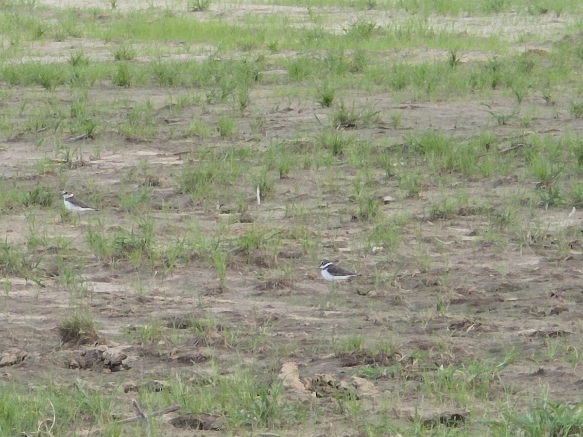 Little Ringed Plover - ML640184677