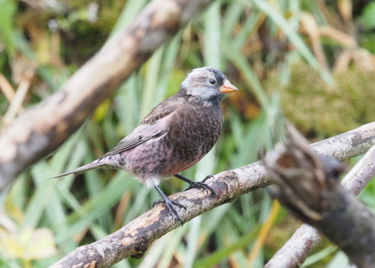 Gray-crowned Rosy-Finch (Pribilof Is.) - ML640184713