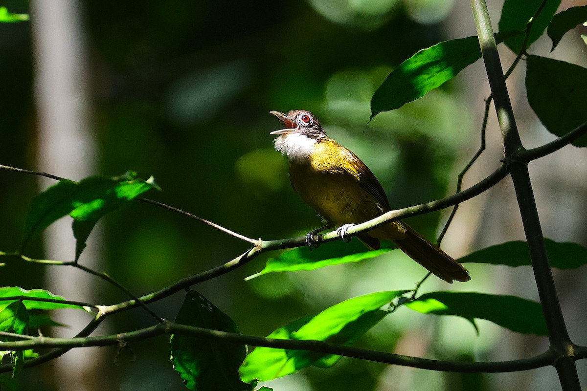 Red-tailed Greenbul - ML640184751