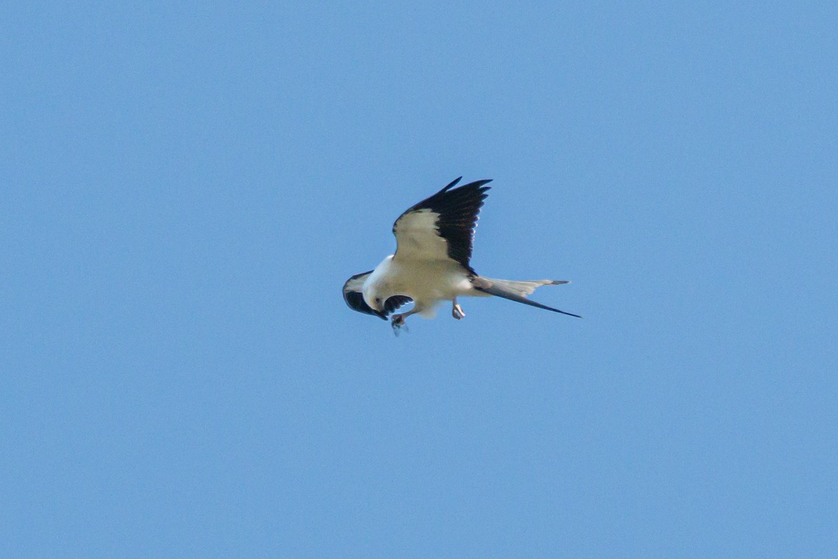 Swallow-tailed Kite - ML640184766