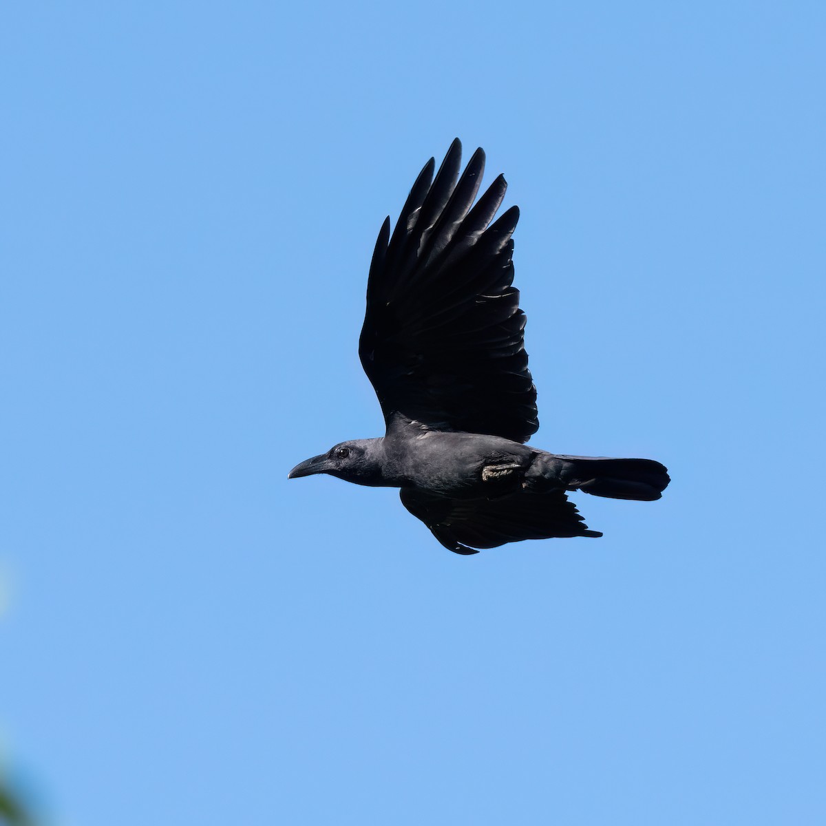 Sunda Kargası - ML640184770