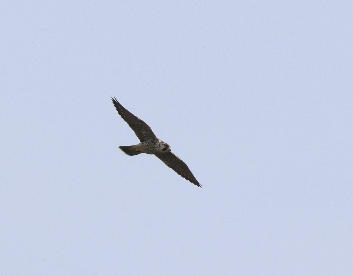 Peregrine Falcon - ML640184783