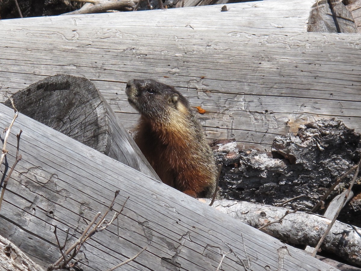 Yellow-bellied Marmot - ML640184789