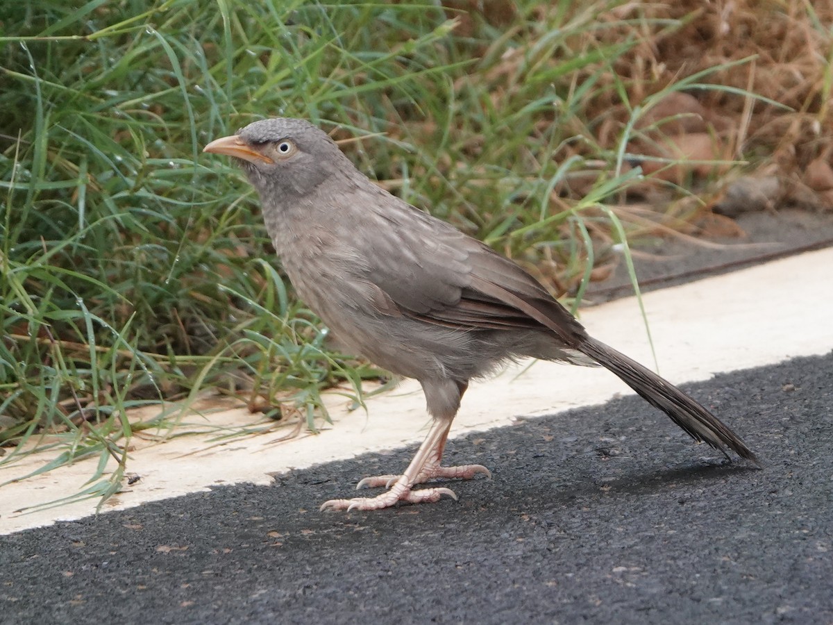 Jungle Babbler - ML640184801