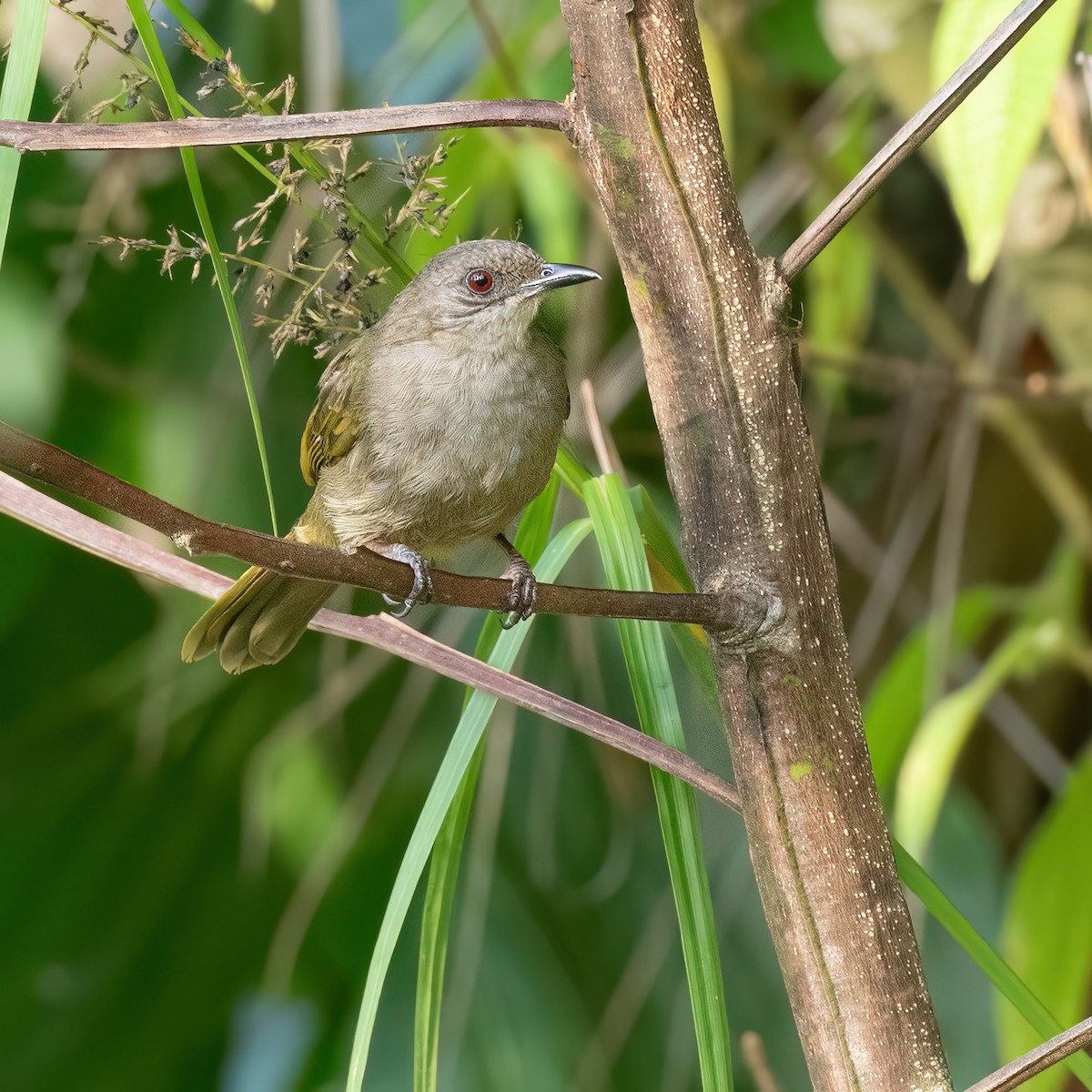 Zeytuni Kanatlı Arapbülbülü - ML640184813