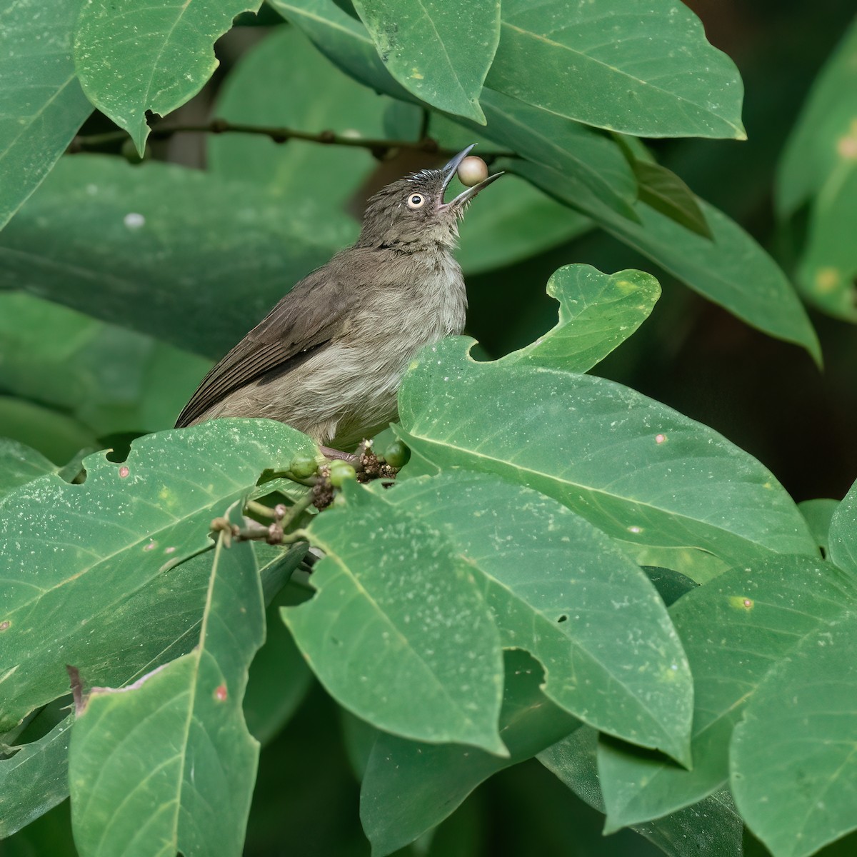 Sarı Gözlü Arapbülbülü - ML640184820