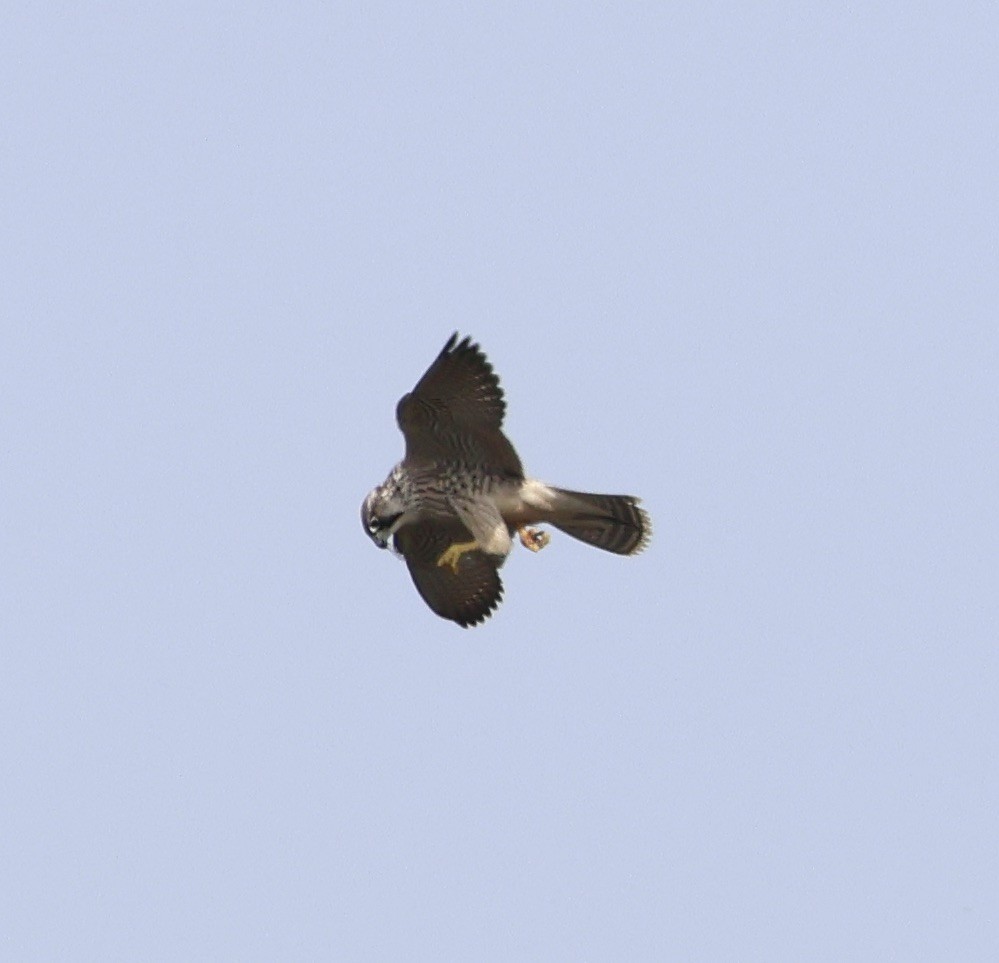 Peregrine Falcon - ML640184835