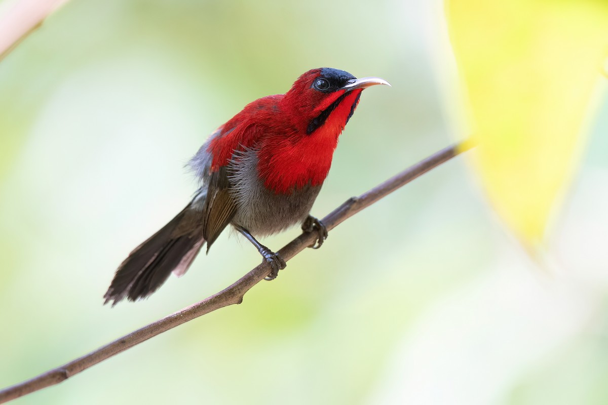 Siparaya Nektarkuşu - ML640184836