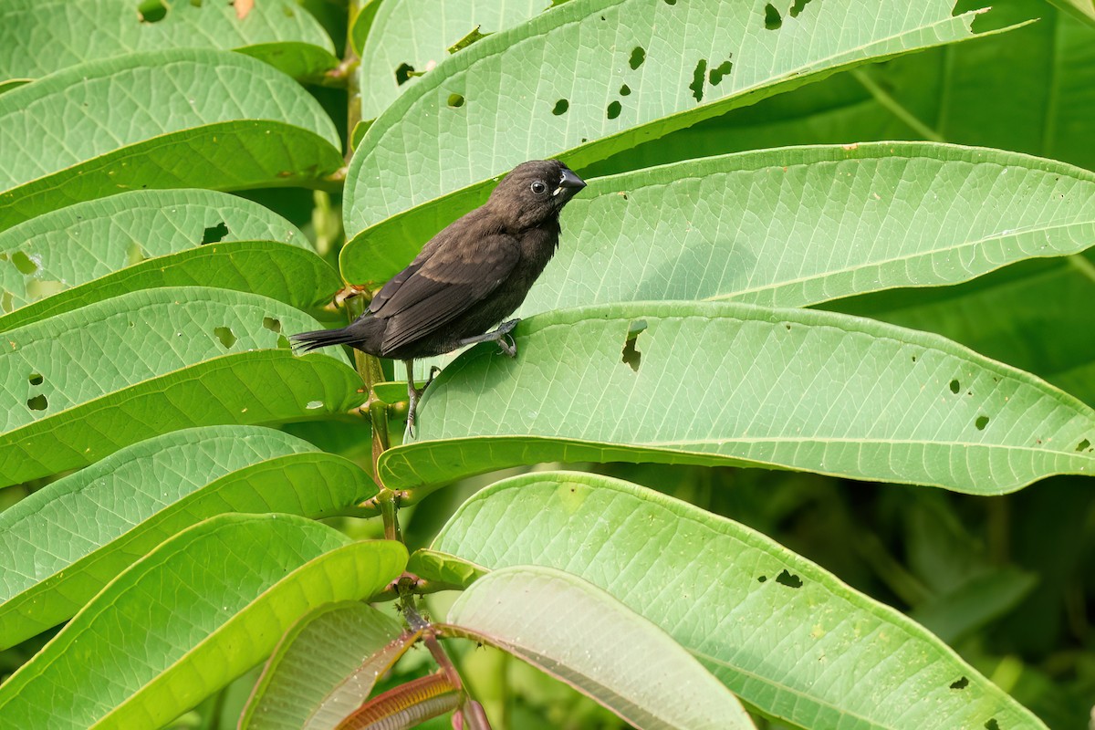 Karaca Munya - ML640184844