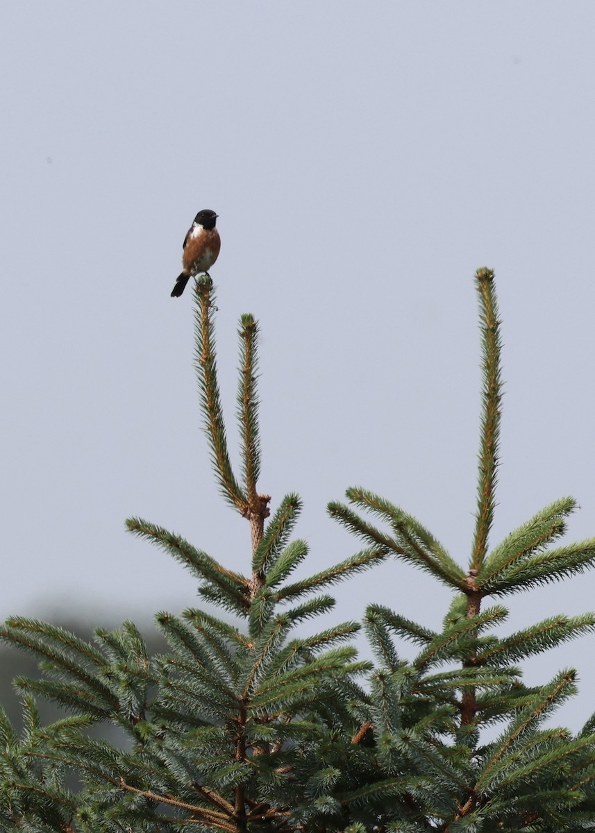 European Stonechat - ML640184857