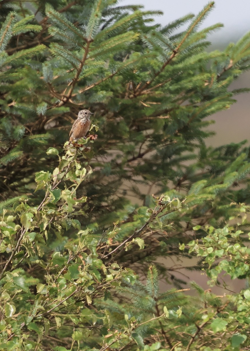 European Stonechat - ML640184871
