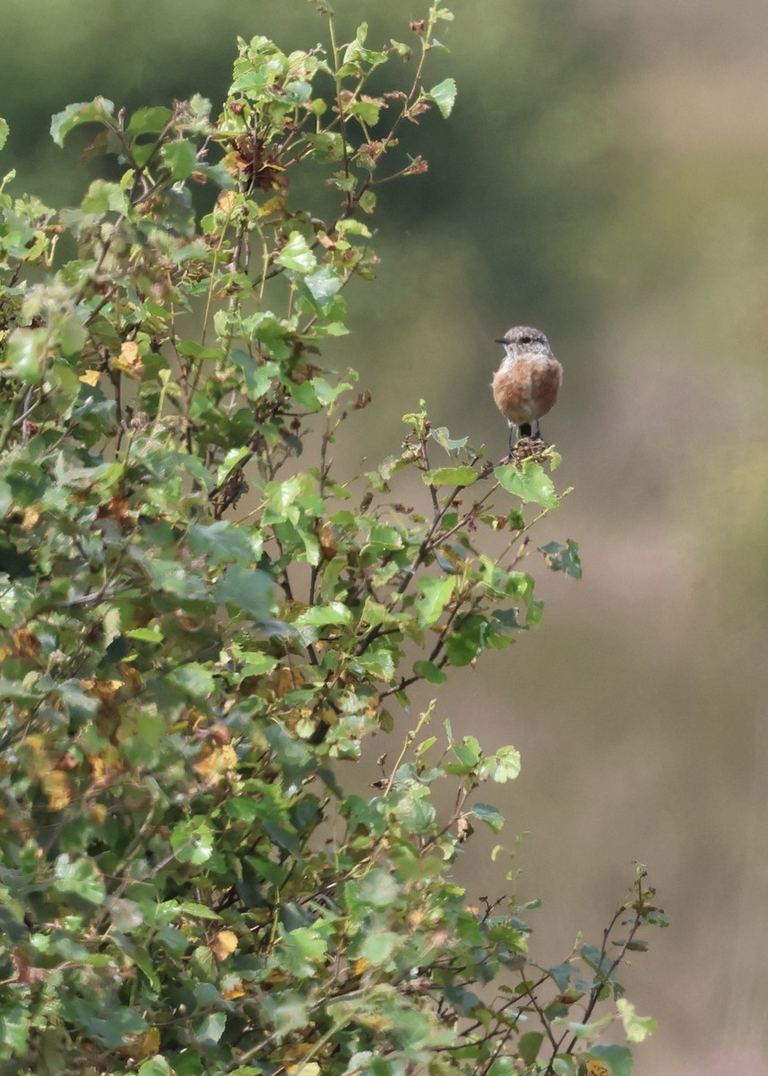 European Stonechat - ML640184878