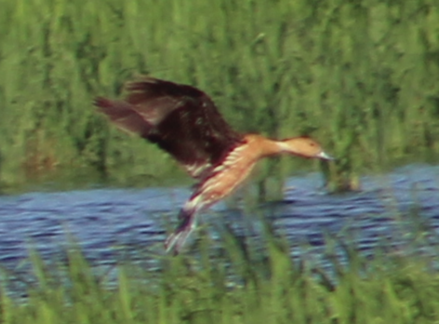 Fulvous Whistling-Duck - ML640184894