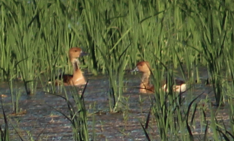 Fulvous Whistling-Duck - ML640184895